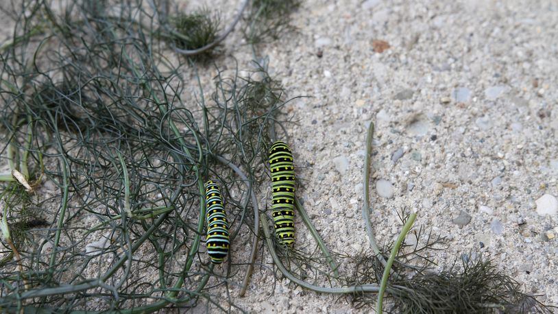 Fennel is a great pollinator plant for swallowtail caterpillars. CONTRIBUTED