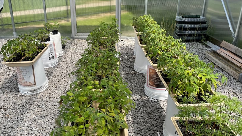 Tomato plants are shown here lined up in the Talawanda Middle School greenhouse during their growing process. The school’s Earth Club planted them and then sold the tomatoes to raise money for the wide-ranging gardening efforts. CONTRIBUTED