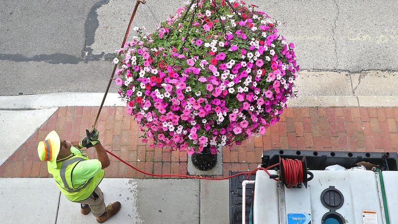 Dick Meeks waters one of the hanging baskets overflowing with flowers Monday, June 20, 2022. Meeks waters all the baskets, which hang on the street lights, every other day. He said with the high temperatures lately, he gives them an extra big drink and it takes about eight hours to water all the flowers. BILL LACKEY/STAFF