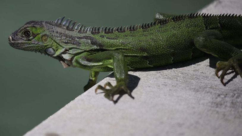 An iguana that touched a power wire knocked out power to a South Florida nursing home Friday.