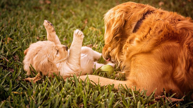 When a golden retriever became blind, his family brought in a puppy companion to be his helper. Now, Charlie and Maverick are learning from each other and brightening peoples’ days on social media.