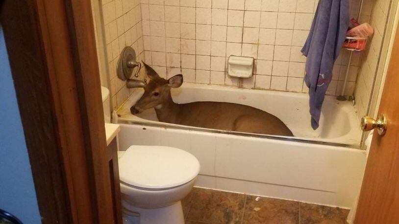 Police in Michigan had their hands full trying to remove a deer that sat in a home's tub and refused to leave.
