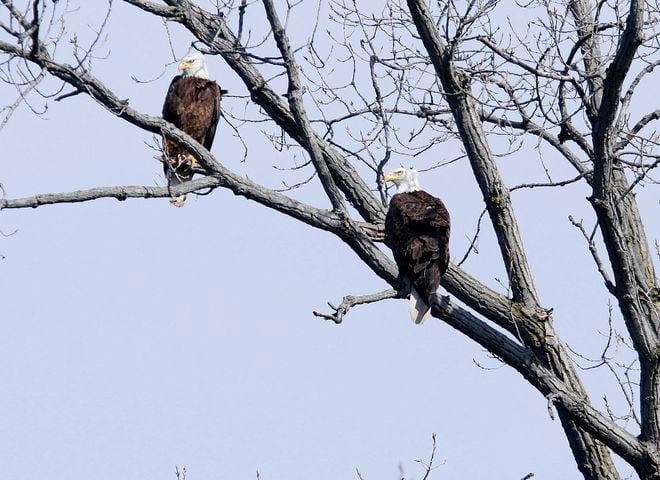 Bald Eagles in Butler County