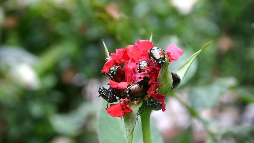 Japanese beetles are well-known for their gregarious feeding behavior on roses.