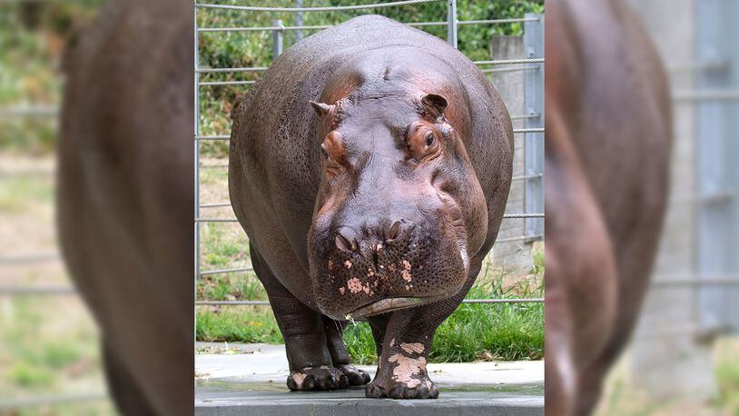 Tucker is a new 18-year-old hippo at the Cincinnati Zoo & Botanical Garden. CINCINNATI ZOO & BOTANICAL GARDEN