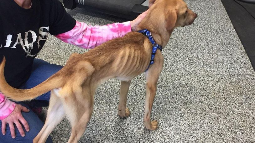 A Middletown woman has been charged with first-degree misdemeanor cruelty to a companion animal after she turned her severely emaciated dog into an animal rescue.