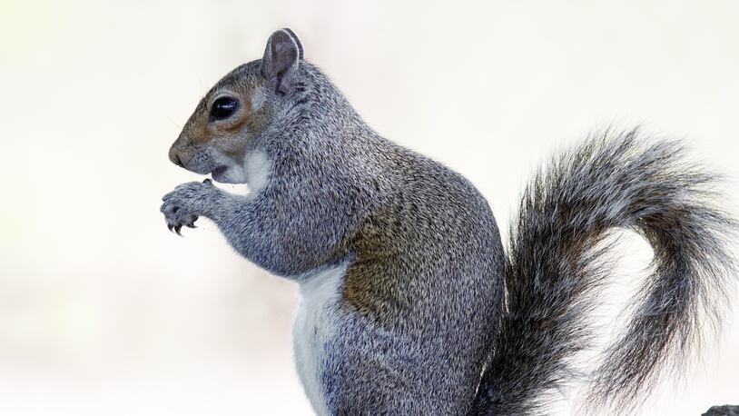 A file photo of a squirrel.