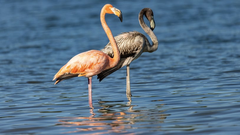 Two flamingos visited Caesar Creek State Park over the Labor Day holiday weekend. The tropical birds did not stay long and likely were blown off course by Hurricane Idalia, park officials say. AARON SHIRK/CONTRIBUTED/WCPO