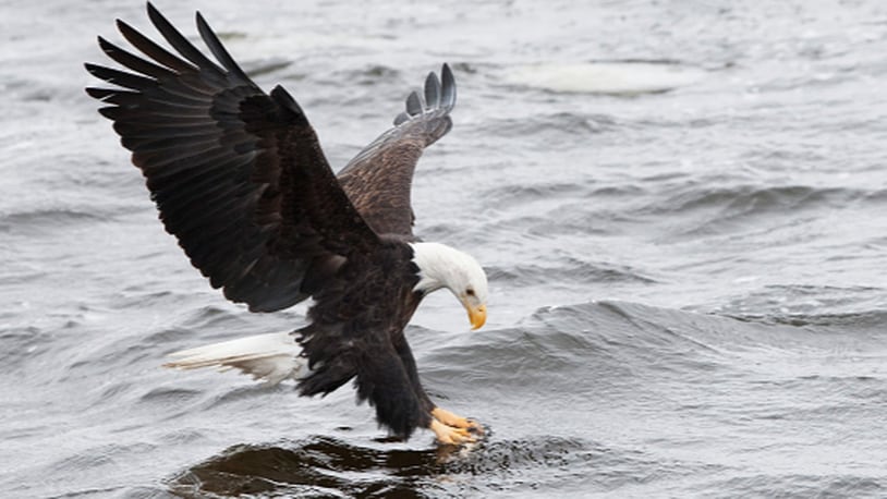 ROCK ISLAND, IL - JANUARY 11:  A bald eagle attempts to catch a fish at Mississippi River on January 11, 2015 in Rock Island, Illinois.  (Photo by Gabriel Grams/Getty Images)