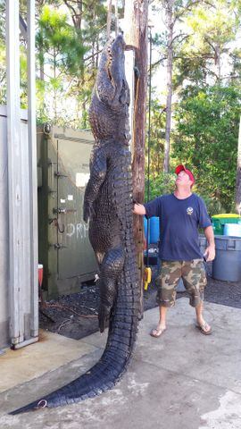 Man captures huge alligator