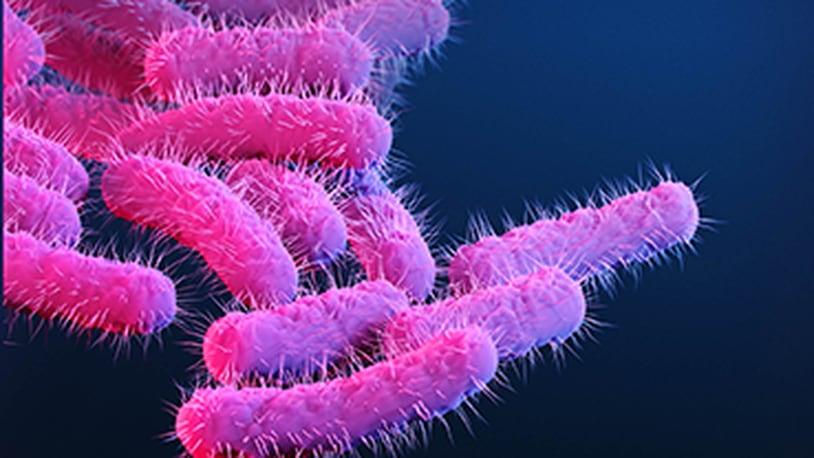 Shigella bacteria cause an infection called shigellosis, according to the Centers for Disease Control and Prevention. "Shigella causes an estimated 450,000 infections in the United States each year and an estimated $93 million in direct medical costs," the CDC says. PHOTO FROM THE CDC