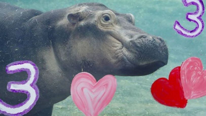Fiona the hippo turned 3 at the Cincinnati Zoo, and one of her admirers sent her a special gift.