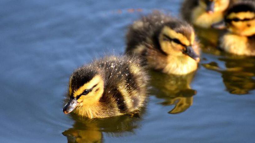 Stock photo of ducklings.