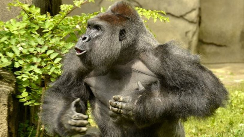 Harambe, 17, a male western lowland gorilla, was shot and killed by the zoo's dangerous animal response team at the Cincinnati Zoo & Botanical Garden. (Photo: Cincinnati Zoo/Twitter)