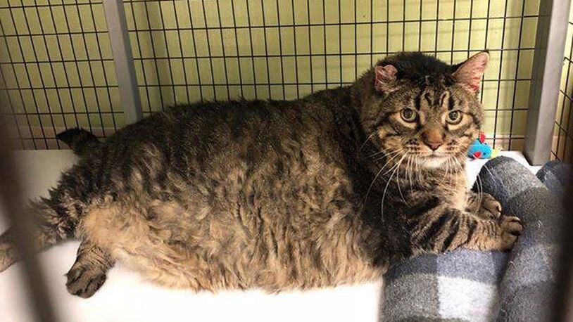 Meatloaf, a 30-pound cat, has been adopted by a veteran in Iowa after becoming an internet sensation.