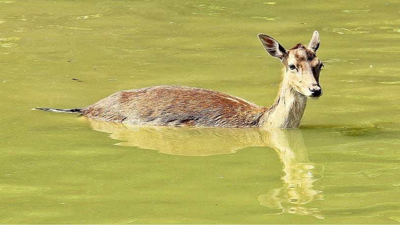 A lobster boat found an unusual creature in the water -- a deer, swimming five miles off the Maine coast.