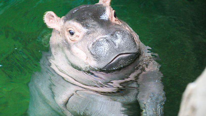The Cincinnati Zoo & Botanical Garden decided its popular baby hippo Fiona is ready for her close-up June 1, 2017, as she navigates the 9-foot-deep Hippo Cove pool.