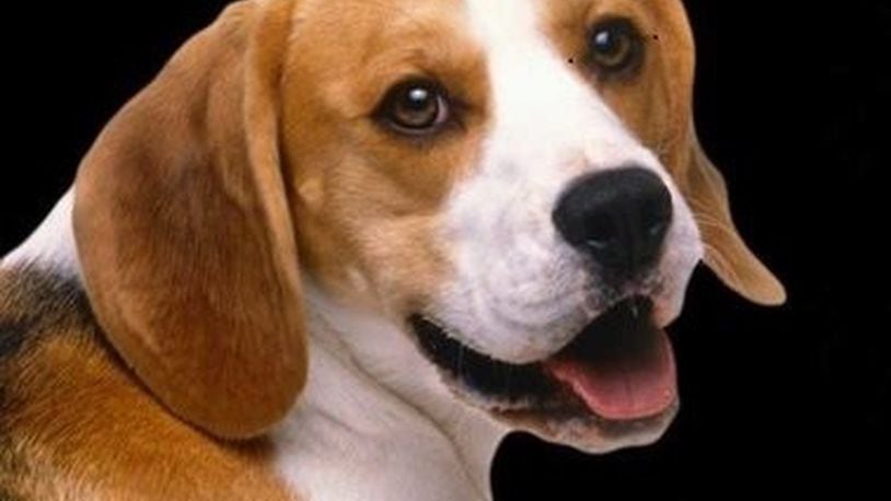 Guy, the now-famous beagle. CONTRIBUTED