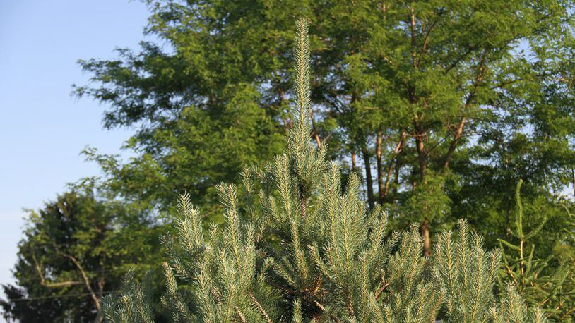 New growth or candles on a Scotch pine can be pruned in June. CONTRIBUTED