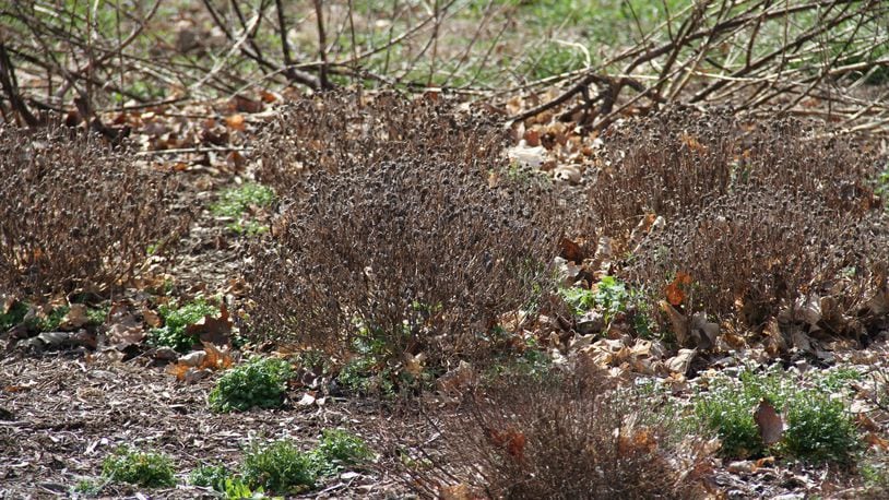 Overwintering stems in the perennial garden provide protective habitat for native bees.