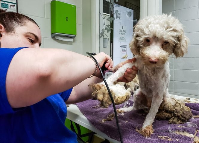 Humane Society of Warren County caring for 111 rescued poodles