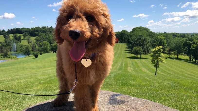 During "Yappy Hour" at Pyramid Hill Sculpture Park, pet owners and their canine companions can take a walk around the350-plus acre grounds, visit with other pet lovers, and finish with a drink or a treat at the visitors center, where drinks will be available for purchase. CONTRIBUTED