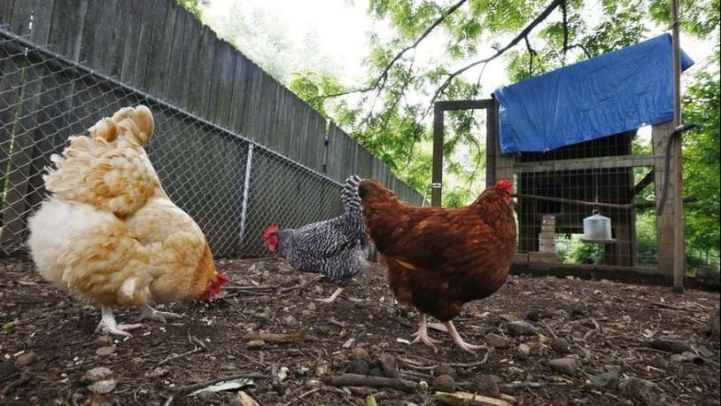 Lebanon City Council overrode a city Planning Commission recommendation and unanimously to allow the keeping of chickens at single-family residences within the city limits.