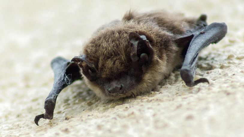 The bat was locked in the bathroom for the rest of the flight to Newark. (File photo via Pixabay.com)