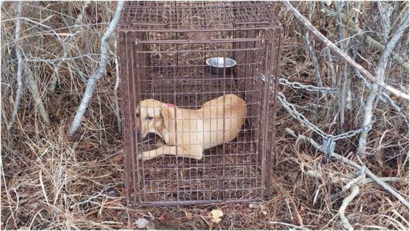 Ozzy, a lost yellow Labrador seen along the Florida Turnpike in Osceola County was captured Friday.