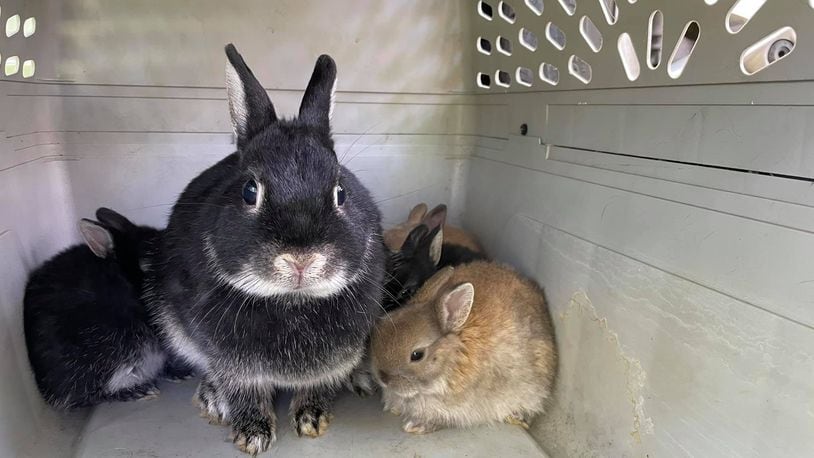 Volunteers from several animal rescue agencies teamed up Saturday to rescue 65 domestic rabbits dumped in Middletown's Smith Park. SUBMITTED