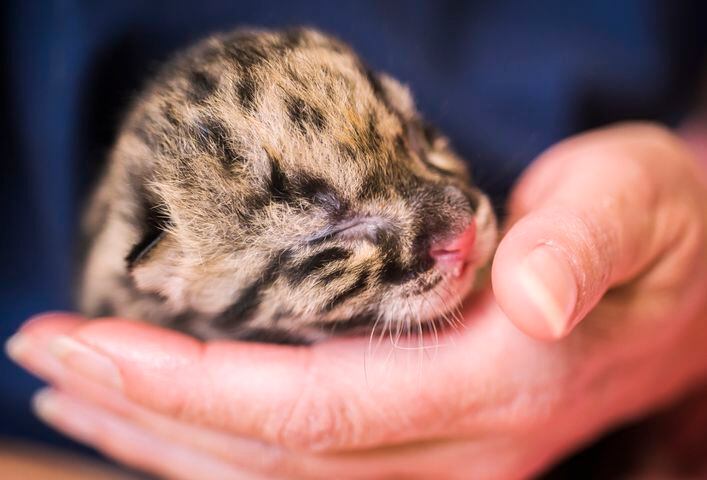 PHOTOS: Clouded leopard quadruplets healthy and adorable in Tacoma