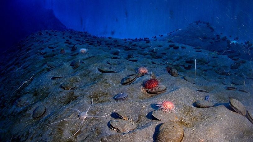 Surprisingly, varied marine life lives and thrives on the deep ocean floor.