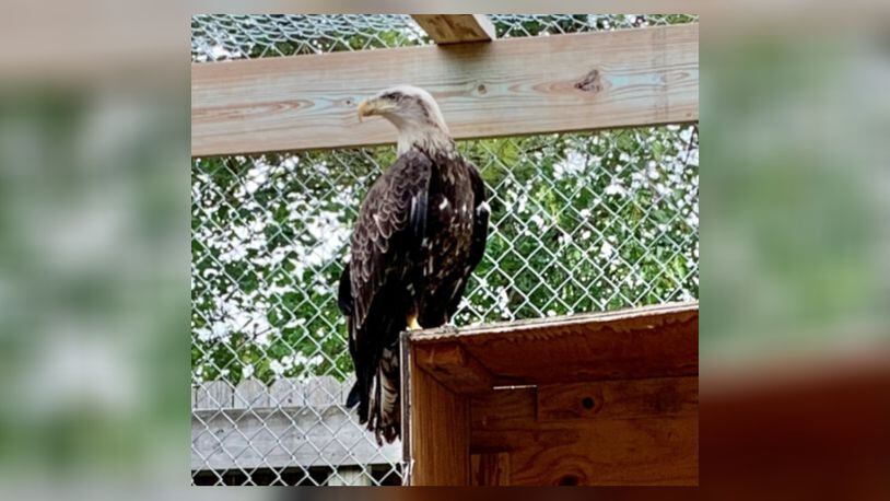 Branch has made a new home at Hueston Woods State Park' nature center after he was injured by a fishing lure and was not able to be released to the wild. Photo courtesy the Ohio Department of Natural Resources.