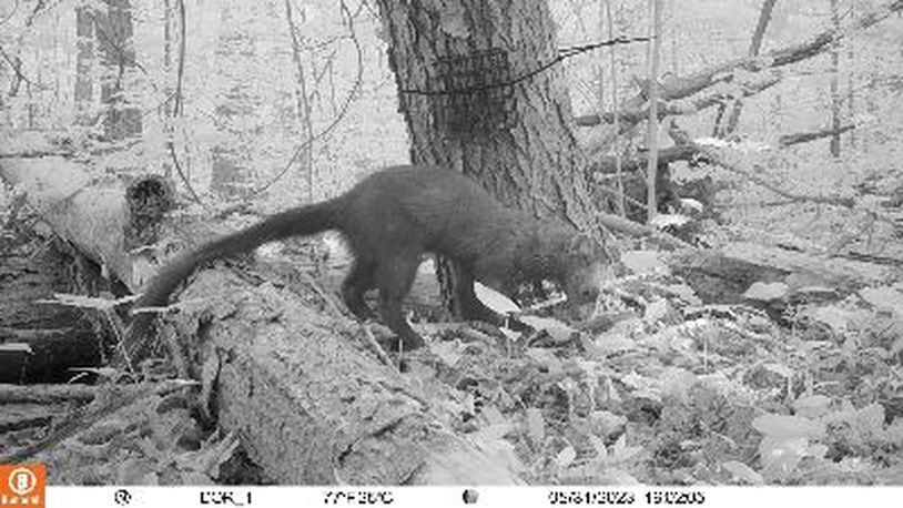 Fishers, such as the one here on a trail camera, have been confirmed in nine northeast Ohio counties through verified sightings. The fisher is a medium-sized mammal related to river otters and weasels. CONTRIBUTED