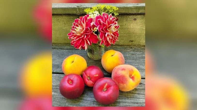 Nectarines and peaches are genetically identical except for one gene. The nectarine has a recessive gene that results in its smooth skin and somewhat firmer texture compared with its near-twin peach. CONTRIBUTED