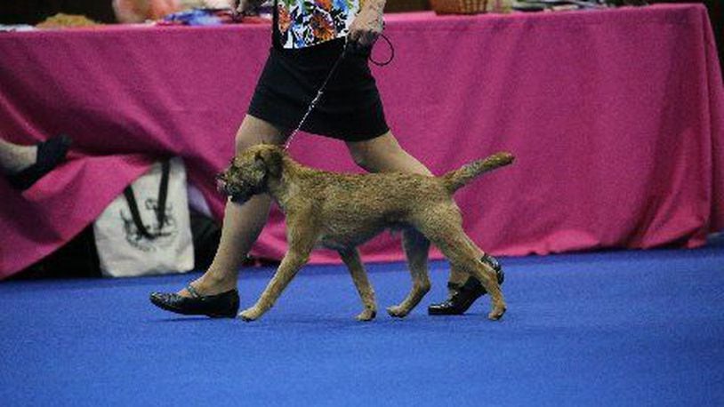 The Warren County Kennel Club is set to host the club’s annual Conformation Show March 29-31 at the Roberts Centre in Wilmington. Pictured is one of the dogs at a previous Warren County Kennel Club Conformation Show event. CONTRIBUTED