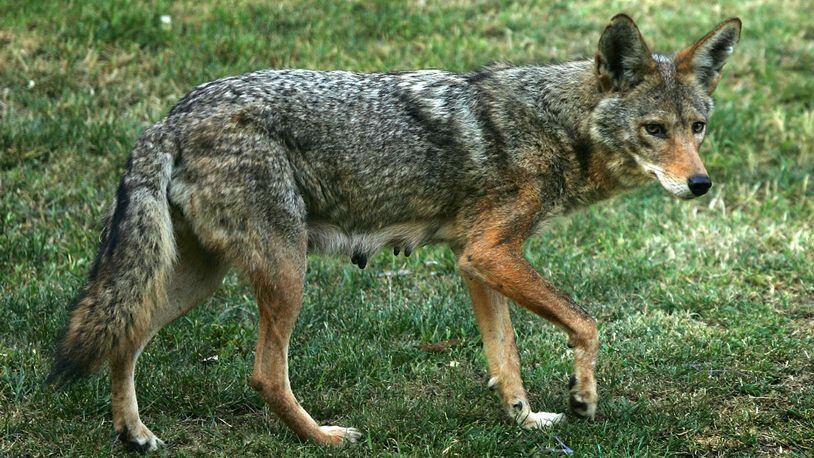 The Coyote Challenge, sponsored by Georgia's state Department of Natural Resources, encourages the killing of coyotes between March and August.