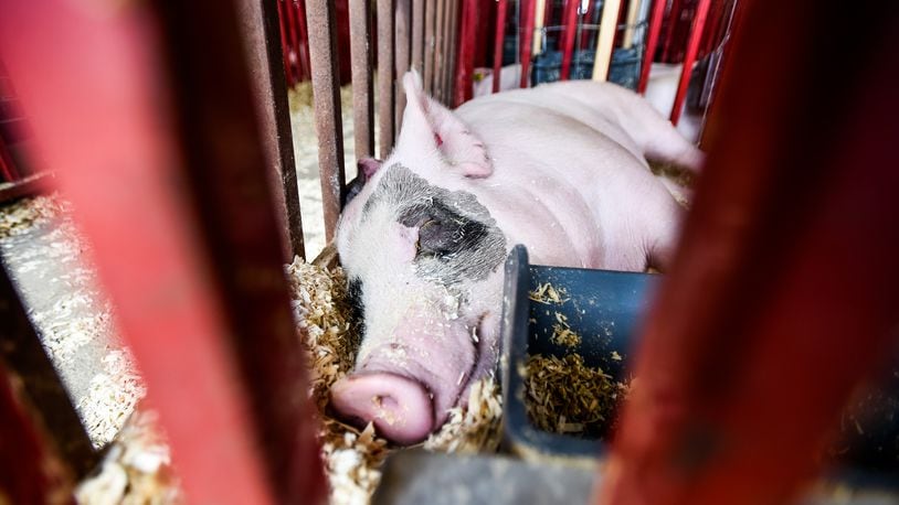 Pigs gets some rest in the swine barn at the Butler County Fair Thursday, July 26 at the Butler County Fairgrounds in Hamilton. NICK GRAHAM/STAFF