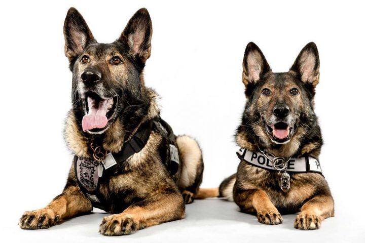 Seattle's canine police force