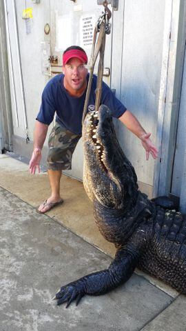 Man captures huge alligator