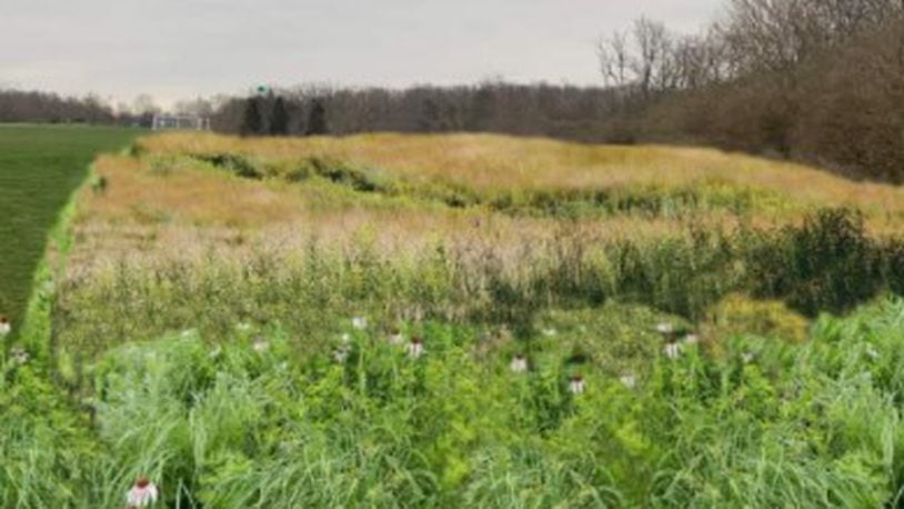 A rendering of a potential native grassland site located south of the soccer field at Oxford Community Park. CONTRIBUTED