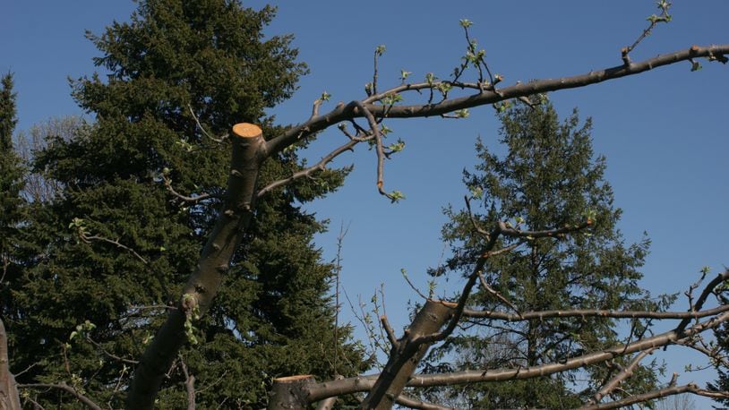 Exposed pruning cuts are susceptible to freezing temperatures. CONTRIBUTED