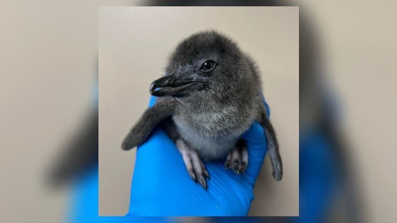 The Cincinnati Zoo and Botanical Garden is naming its little blue penguin chick Rose after Betty White's character on "Golden Girls." Photo courtesy the Cincinnati Zoo and Botanical Garden.