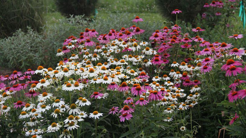 Coneflowers are a favorite food source for Japanese beetle adults. CONTRIBUTED
