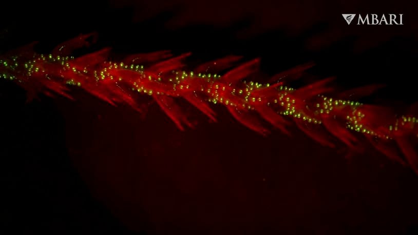 This image provided by the Monterey Bay Aquarium Research Institute in April 2024 shows bioluminescence in the sea whip coral Funiculina sp. observed under red light in a laboratory. Most animals that light up are found in the depths of the ocean and they might have been doing it longer than thought. In a study published in the journal Proceedings of the Royal Society B on Tuesday, April 23, 2024, scientists report that the first animals that glowed may have been coral that lived 540 million years ago. “Light signaling is one of the earliest forms of communication that we know of _ it’s very important in deep waters,” said Andrea Quattrini, a co-author of the study. (Manabu Bessho-Uehara/MBARI via AP)