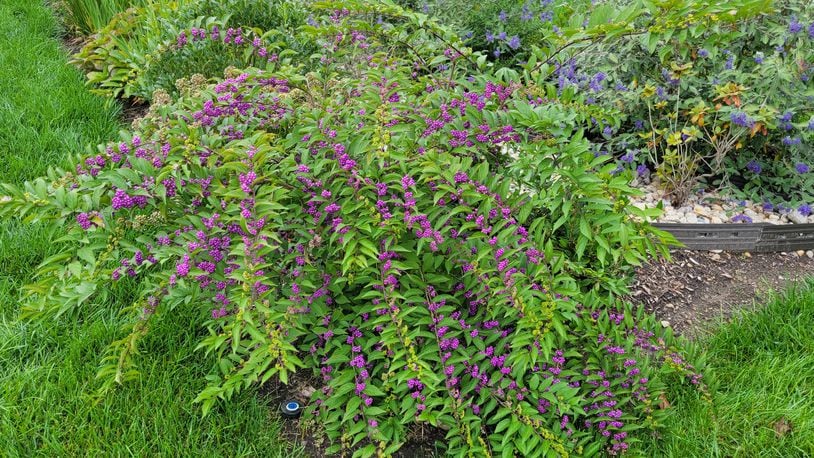 Early Amethyst beautybush with purple fruits is among the newer compact shrubs. CONTRIBUTED