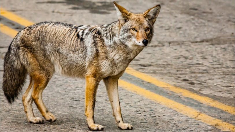 Fairfield residents are concerned about coyotes after two dogs were attacked in recent weeks. FILE PHOTO