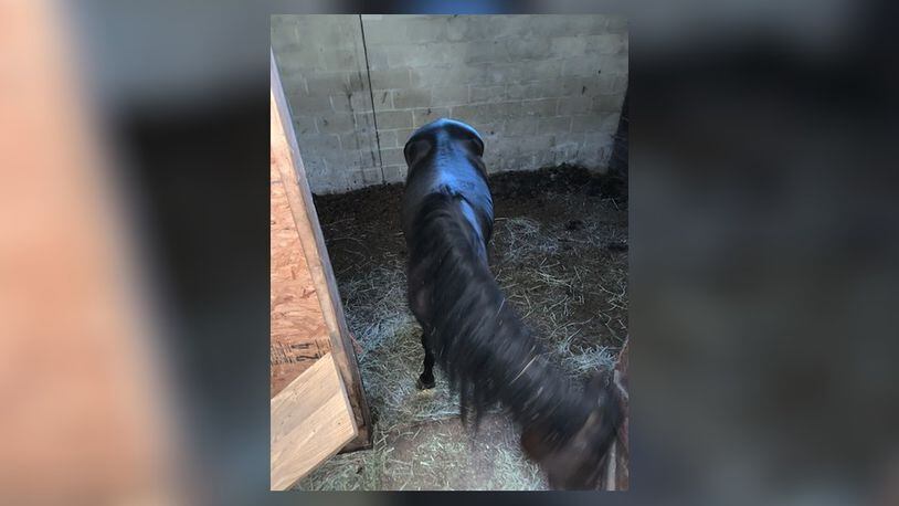 These horses were found to be abandoned in a Madison Twp. barn after Butler County Sheriff’s Dog Wardens were tipped to investigate. CONTRIBUTED/BUTLER COUNTY SHERIFF’S OFFICE