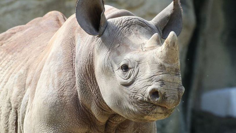 endi, the Cincinnati Zoo and Botanical Garden's 2-year-old eastern black rhinoceros, is spreading his metaphorical wings, leaving the nest and heading west to the San Diego Zoo Safari Park. WCPO-TV