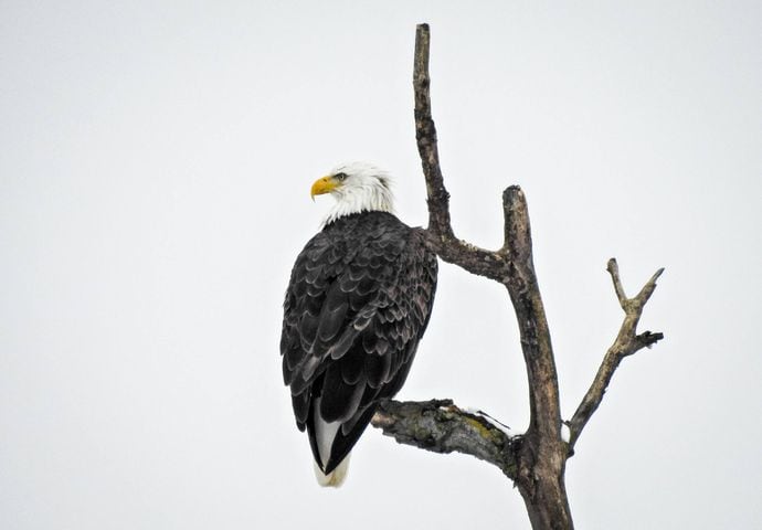 Bald Eagles in Butler County